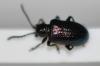 Oulema sp.